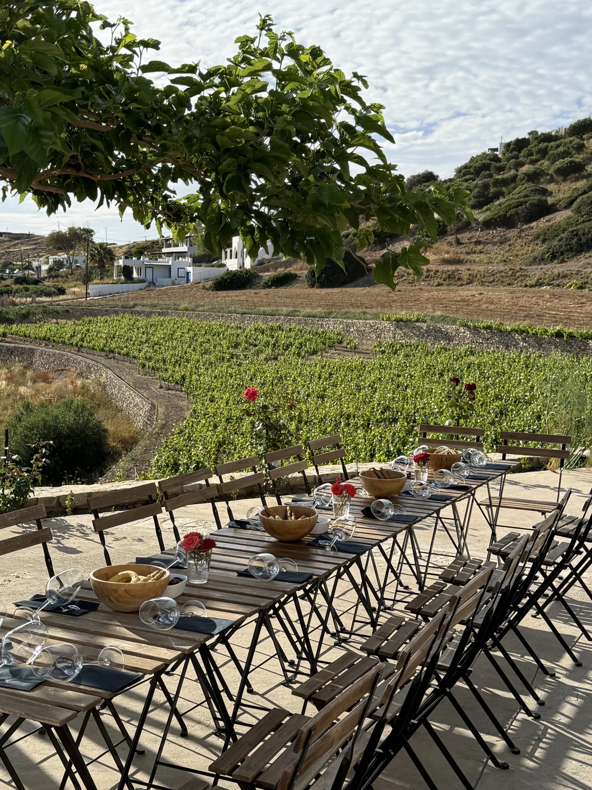Nico Grylli Winetasting